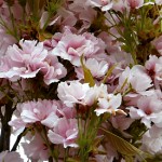 Prunus serrulata Amanogawa