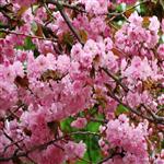 Prunus serrulata Kanzan (syn. Sekiyama )