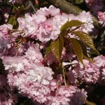 Prunus serrulata Kiku Shidare Sakura