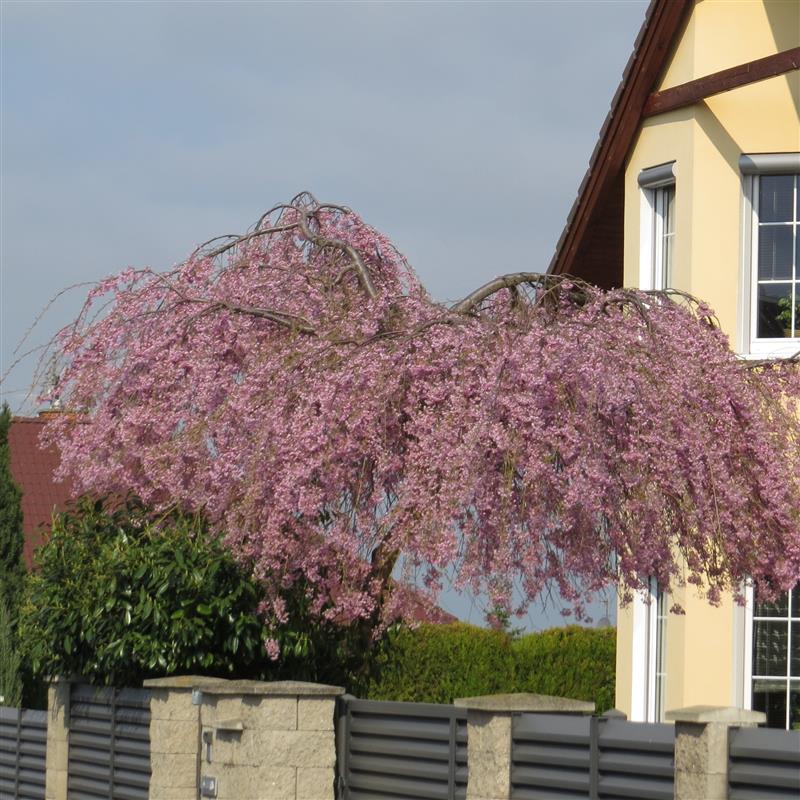 Prunus subhirtella Pendula Rubra