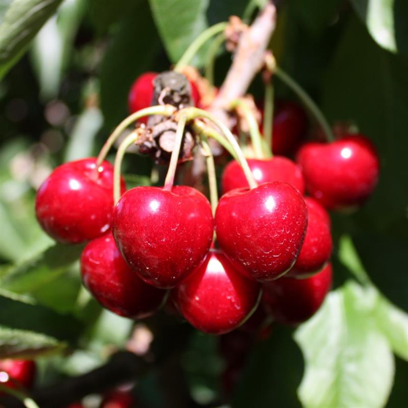 Prunus avium Summit
