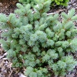 Pseudotsuga menziesii Maruschka