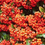 Pyracantha coccinea Orange Glow