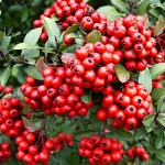 Pyracantha coccinea Red Column