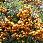 Pyracantha coccinea Solei d´Or