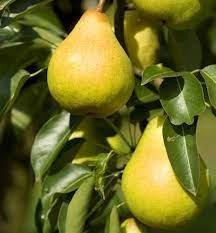 Pyrus communis Saphira