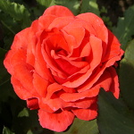 Rosa hybr. (CH)  Queen of Bermunda (syn. Nottingham)