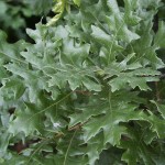 Quercus cerris