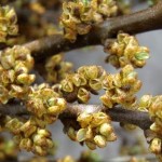 Hippophae rhamnoides Pollmix - opylovač