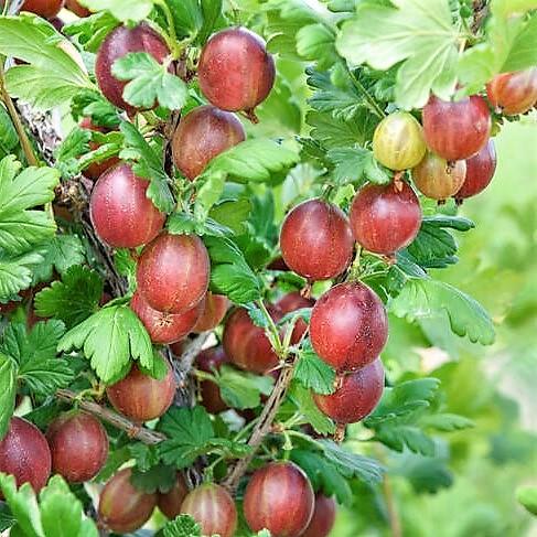 Grossularia uva-crispa Redeva