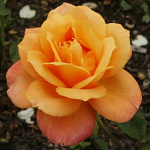 Rosa hybr. (CH)  Remy Martin (syn. Magic Lantern)