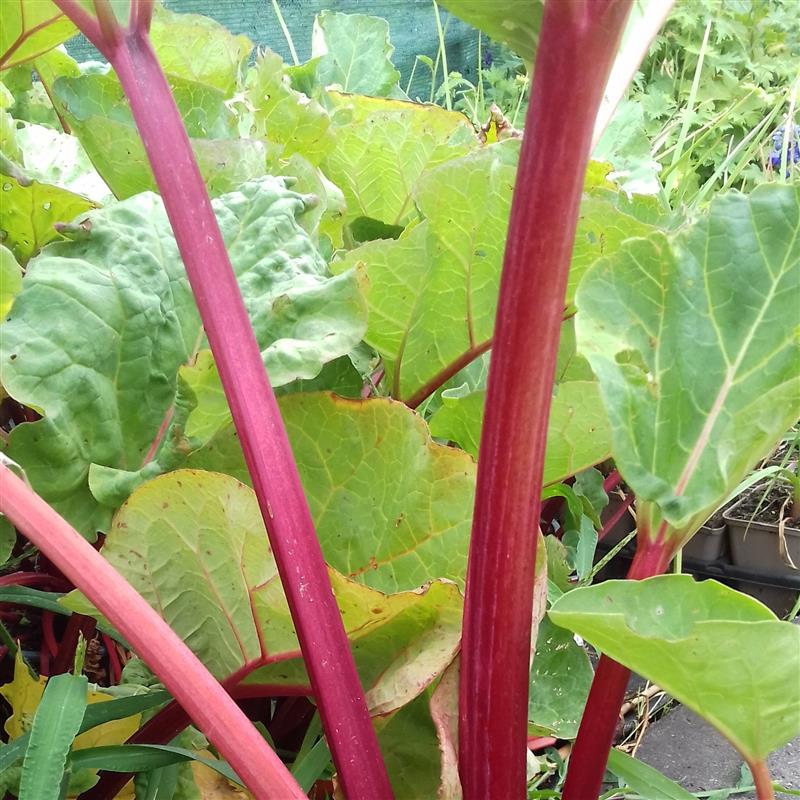 Rheum rhabarborum Canada Red