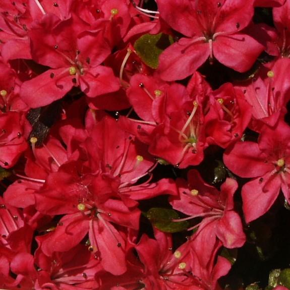 Rhododendron obtusum Diamant Rot