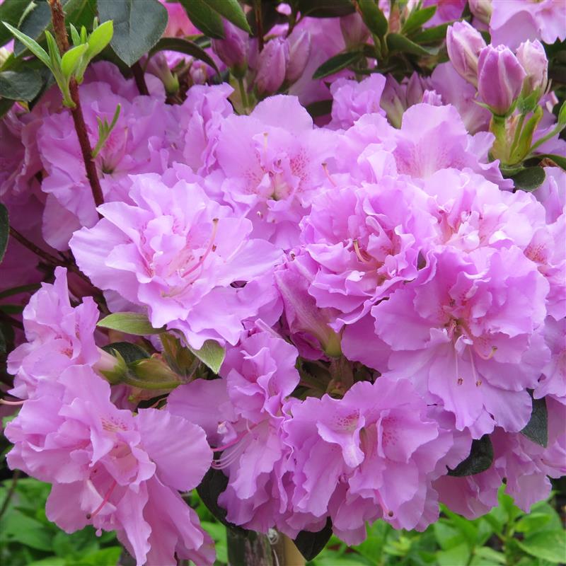 Rhododendron obtusum Elsie Lee