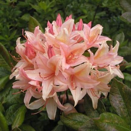 Rhododendron viscosum Chanel