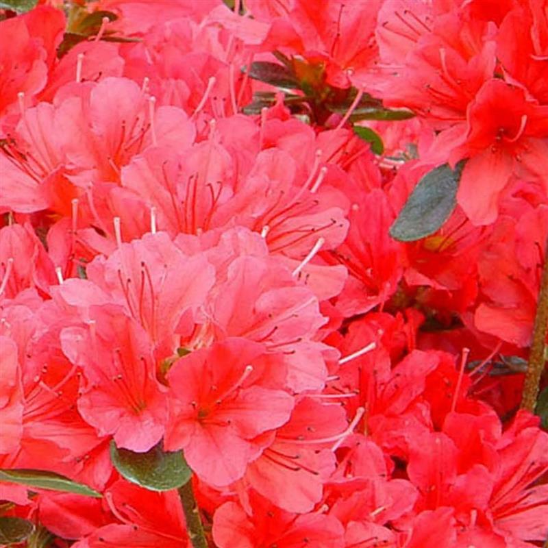 Rhododendron obtusum Moederkensdag (syn. Mother's day)