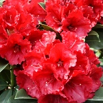 Rhododendron hybridum Red Jack