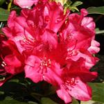 Rhododendron hybridum Van Weerden Poelman