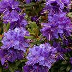 Rhododendron impeditum Azurika