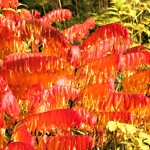 Rhus typhina