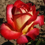 Rosa hybr. (CH)  Rittertum (syn. Ritter Tower, Chivalry)