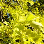 Robinia pseudoacacia Frisia