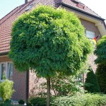 Robinia pseudoakacia Umbraculifera