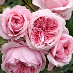 Rosa hybr. (PN)  Kiss me Kate