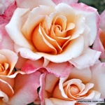 Rosa hybr. (CH)  Oh Happy Day