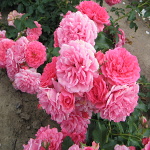 Rosa hybr. (PN)  Rosarium Uettersen