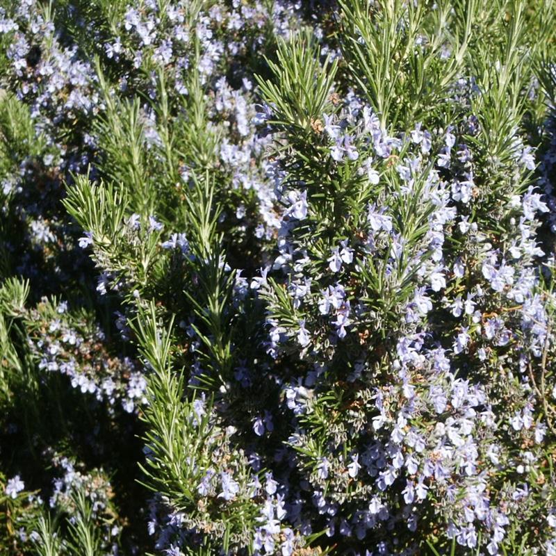Rosmarinus officinalis
