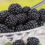 Rubus fruticosus Navaho