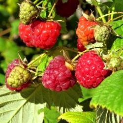 Rubus idaeus Sugana