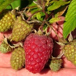 Rubus idaeus Tulameen