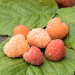 Rubus idaeus Valentina
