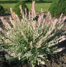 Salix integra Hakuro Nishiki