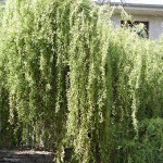 Salix x erythroflexuosa