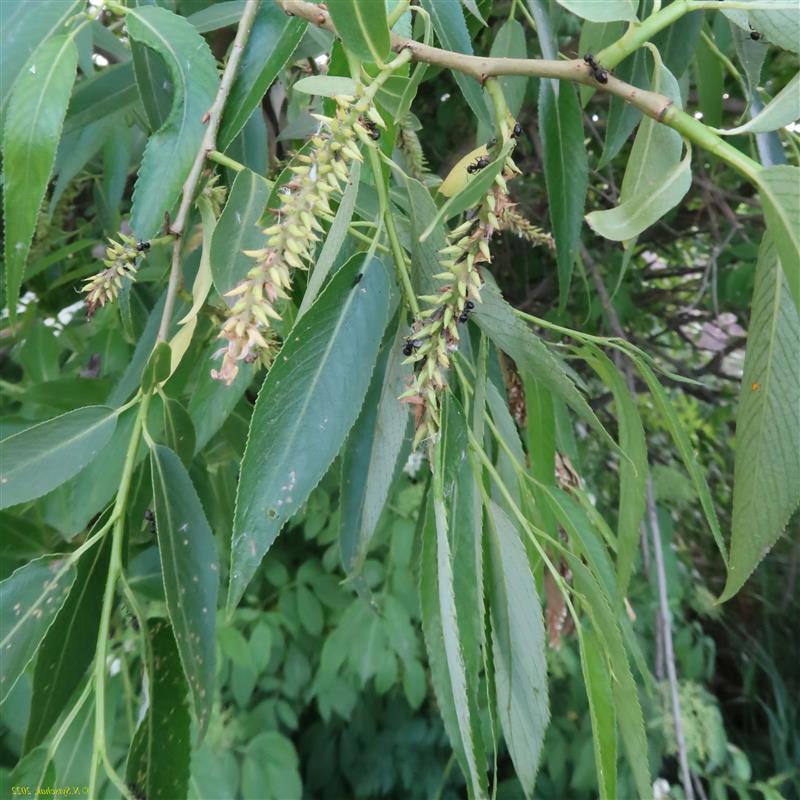 Salix fragilis