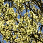 Salix x smithiana - samec