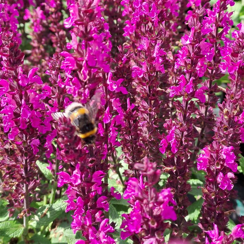 Salvia nemorosa Midnight Rose