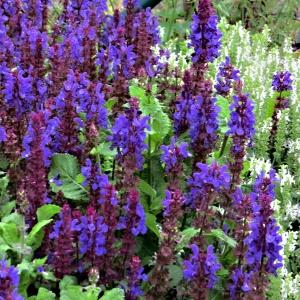 Salvia nemorosa Marvel Blue
