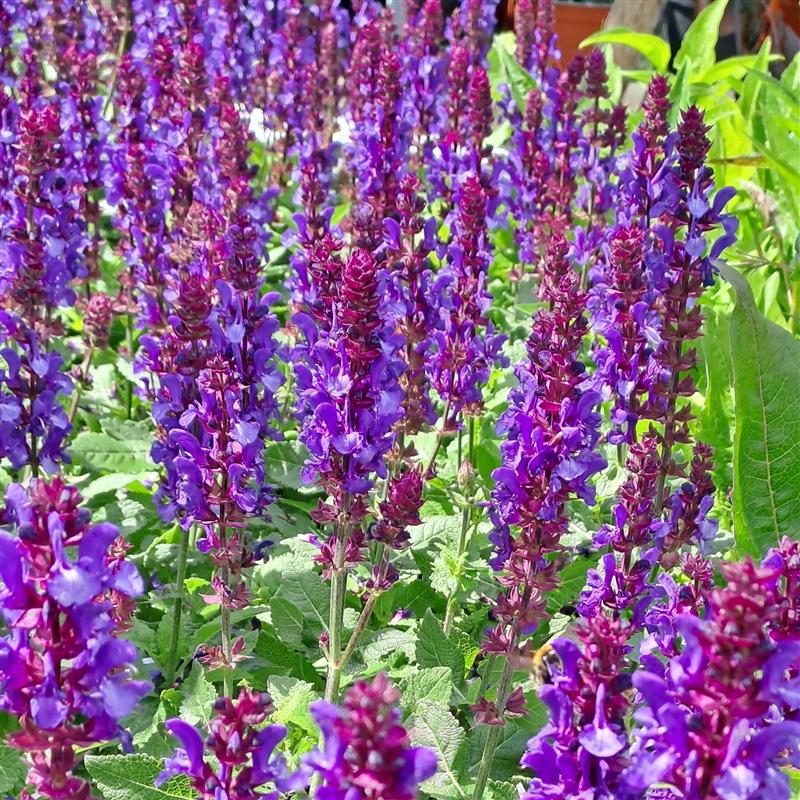 Salvia nemorosa Marvel Dark Blue
