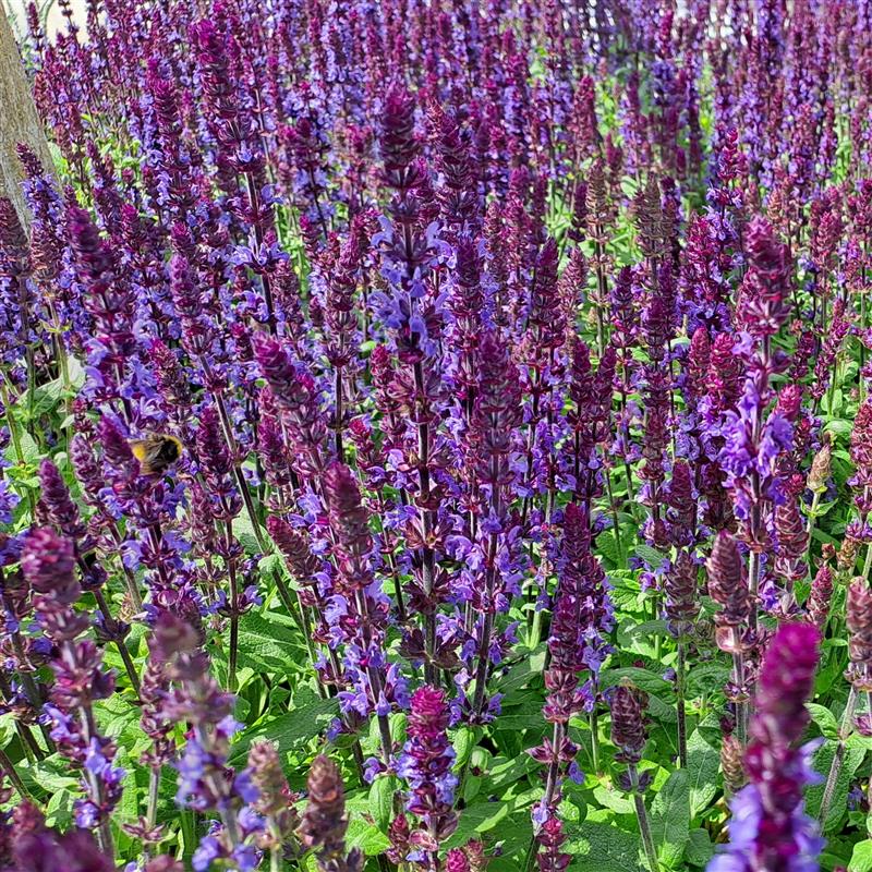 Salvia nemorosa Merleau Blue