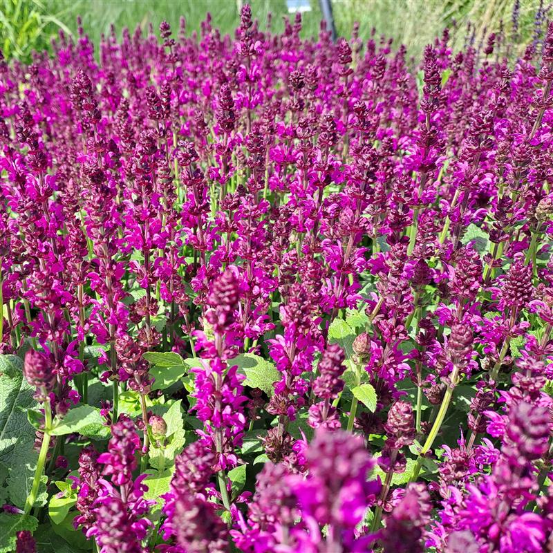 Salvia nemorosa Salute Royal Magenta