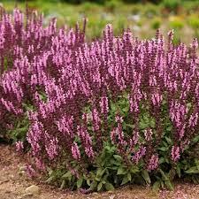 Salvia nemorosa Sensation Deep Rose Improved