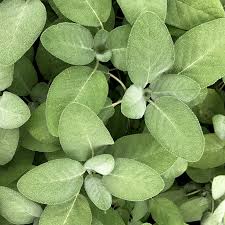 Salvia officinalis Grower's Friend