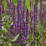 Salvia nemorosa Caradonna