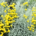 Santolina chamaecyparisus
