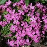 Saponaria Bressingham