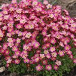 Saxifraga x arendsii Pixie Pan Red
